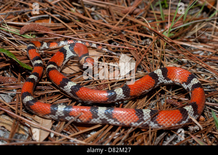 Scarlet snake on pine needles - Cemophora coccinea copei