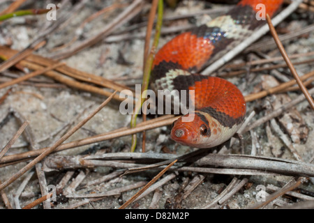 Scarlet snake - Cemophora coccinea copei