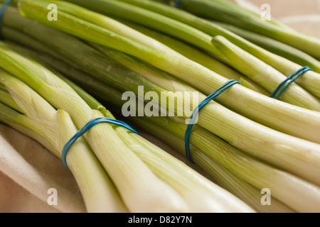 Bunches of Scallions, sometimes called long or green onions Stock Photo