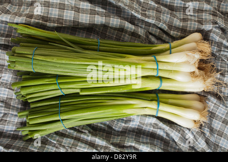 Bunches of Scallions, sometimes called long or green onions Stock Photo