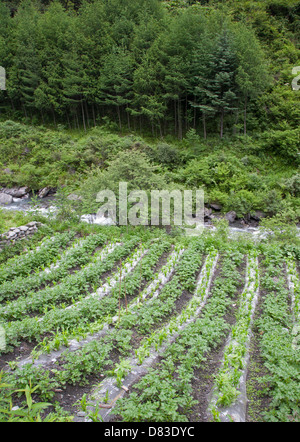 Intensive cultivation, intercropping of corn and potatoes growing in montane valley at Wolong National Nature Reserve forest edge Stock Photo