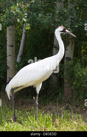 Whooping crane (Grus americana) in aspen parkland of Canadian Wilds exhibit at the Calgary zoo, part of endangered species breeding program program