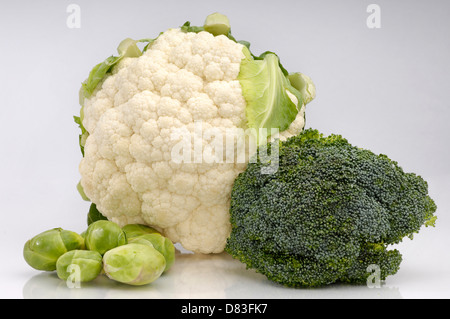 Fresh cauliflower broccoli and brussels sprouts Isolated on white background Stock Photo