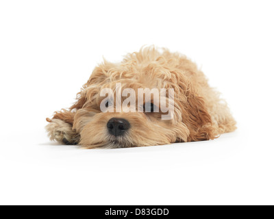 License available at MaximImages.com - Cockapoo cute cross breed dog of cocker spaniel and a poodle lying down isolated on white background Stock Photo