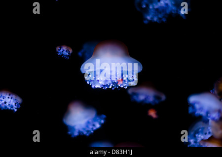 Jellyfishes swimming in aquarium Stock Photo