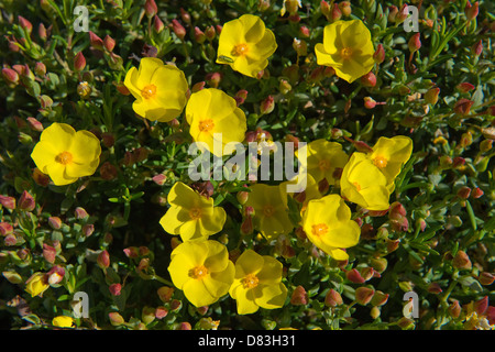 Coast rockrose (Halimium calycinum) flowers Vulnerable Plant Rota Vicentina coastal walk from Monte Clerigo to Arrifana Algarve