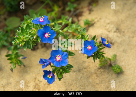 Pimpernel (Anagallis monelli) flowers on dune Rota Vicentina coastal walk from Monte Clerigo to Arrifana near Aljezur Algarve Stock Photo