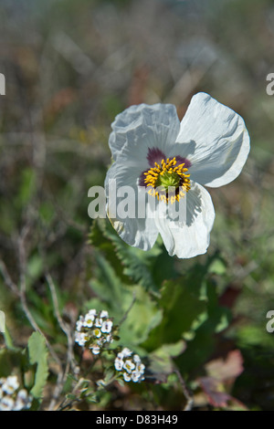 Opium poppy (Papaver somniferum) flowers on Rota Vicentina coastal walk from Monte Clerigo to Arrifana near Aljezur Algarve Stock Photo