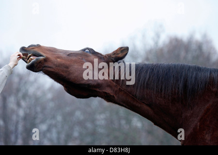 Senior Horse Stock Photo