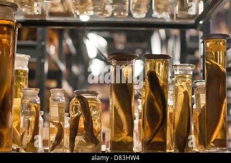 jewish fish in a jar