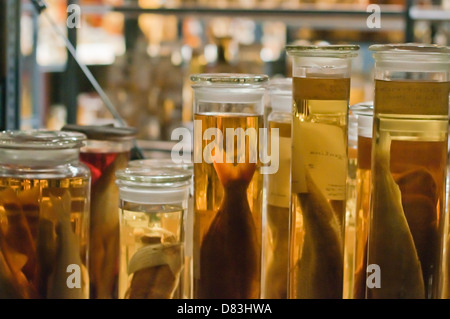 Fish specimens, kept in jars along with ethanol to preserve them Stock Photo