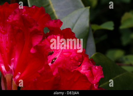 Fine large bright scarlet flowers just after rain Stock Photo