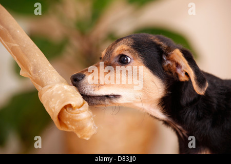 mongrel puppy Stock Photo