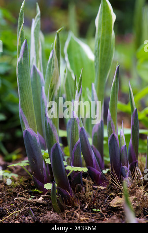 Young growing Hosta plants in early Spring. From purple to light green. Stock Photo