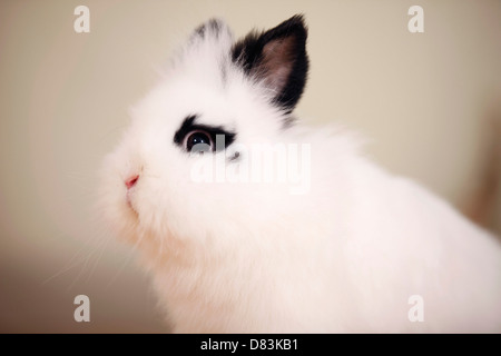 lion-headed rabbit Stock Photo