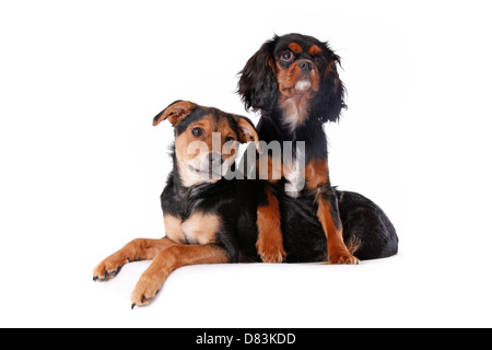 dogs Stock Photo