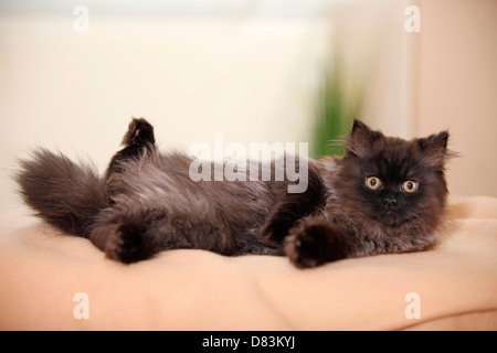 young persian cat Stock Photo