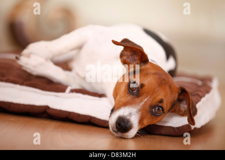 lying Jack Russell Terrier Stock Photo