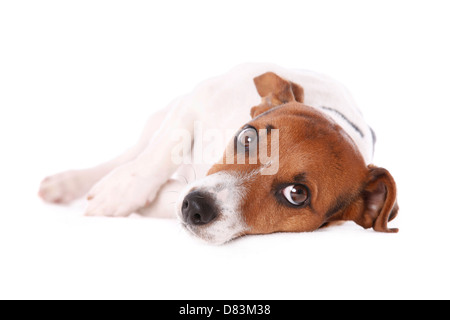 lying Jack Russell Terrier Stock Photo