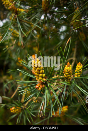 Scots pine pinus sylvestris young sprouting cones Stock Photo