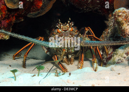Caribbean Spiny Lobster (Panulirus Argus), Cozumel, Mexico Stock Photo