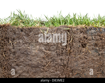 cross section of grass and soil against white background Stock Photo ...