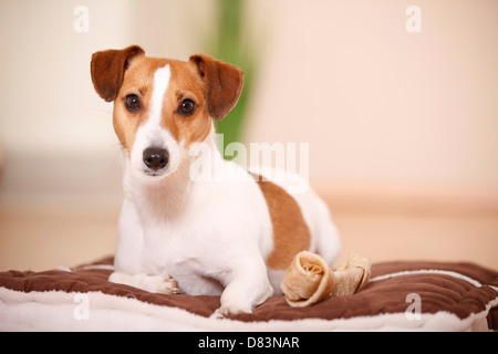 Jack Russell Terrier Stock Photo