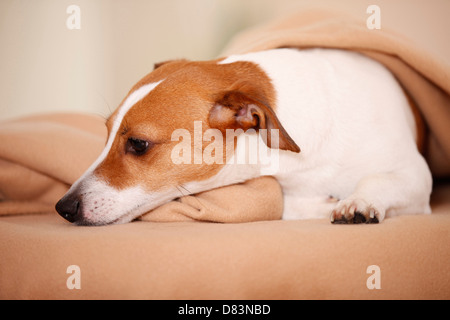 Jack Russell Terrier Stock Photo