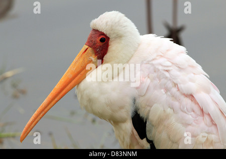 Close-up of a Yellow-billed Stork (Mycteria Ibis), Lake Nakuru, Kenya Stock Photo