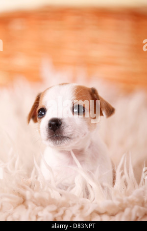 Jack Russell Terrier Puppy Stock Photo