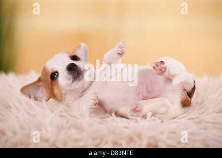 Jack Russell Terrier Puppy Stock Photo