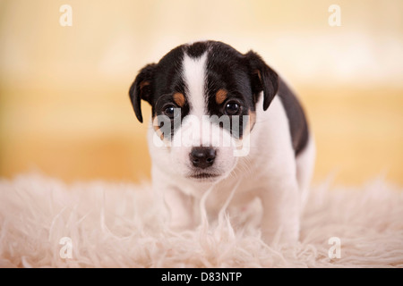 Jack Russell Terrier Puppy Stock Photo