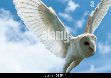Barn Owl with open wings, light coming through the feathers, wingspan of some 75–110 cm,  pale, long-winged. Stock Photo