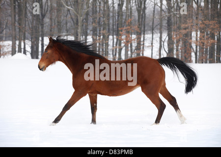 running Trakehner Stock Photo