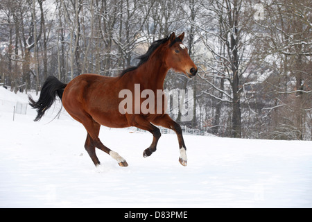 running Trakehner Stock Photo