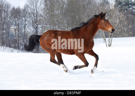 running Trakehner Stock Photo