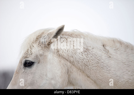 Shagya Arabian horse Stock Photo