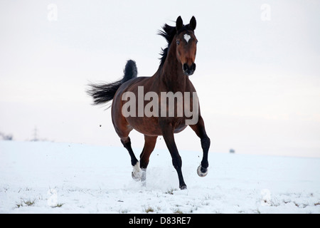 Trakehner Stock Photo