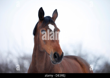 Trakehner Stock Photo