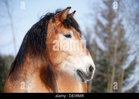 Rhenish-German Cold-Blood Stock Photo