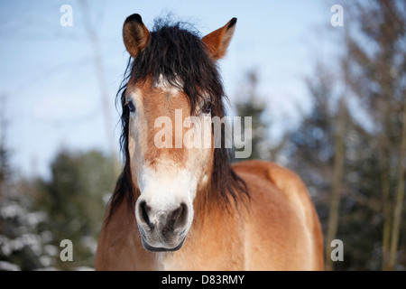 Rhenish-German Cold-Blood Stock Photo