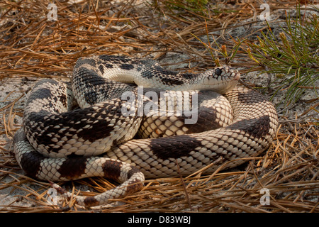Coiled northern pine snake - Pituophis melanoleucus Stock Photo