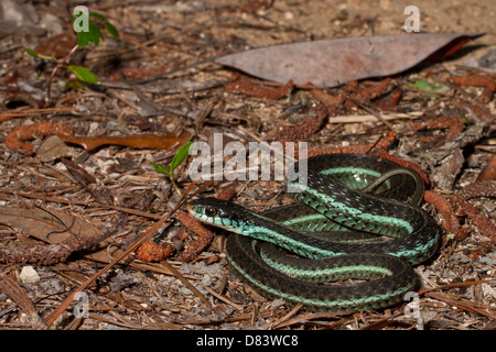 Blue-stripe garter snake - Thamnophis sirtalis similis Stock Photo