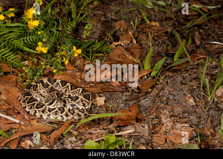 Young eastern diamondback rattlesnake - Crotalus adamanteus Stock Photo