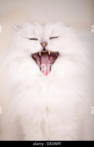 Chinchilla Persian Cat Stock Photo