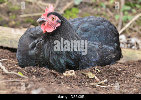 Black rock hen lying in the soil having a dust bath