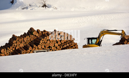 Felled Lumber Lying in the snow as Winter Fades away and Spring Arrives in Yokote City Akita Japan. Stock Photo