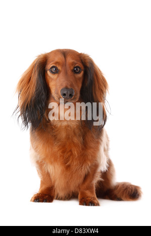 sitting dachshund Stock Photo