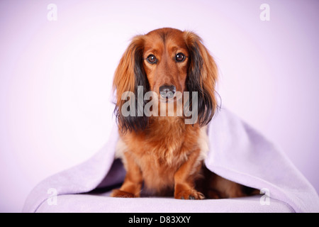 sitting dachshund Stock Photo