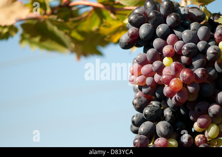 blue sky grape cluster Stock Photo
